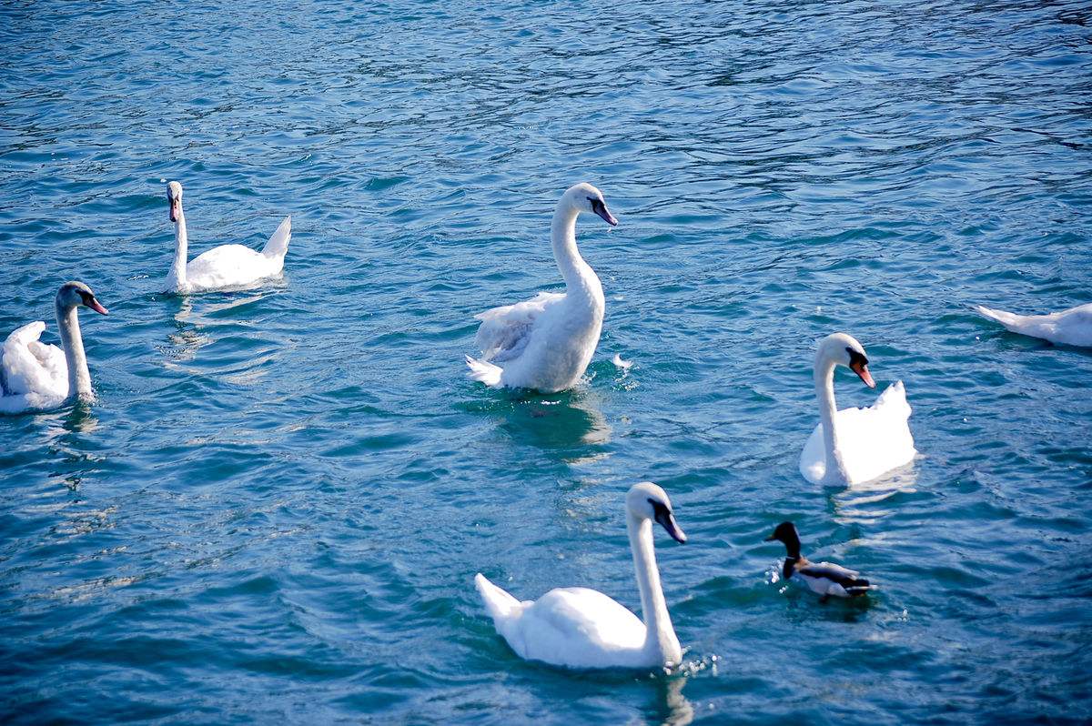 5bd8007f02a91.jpg 5bd8007f02a91.jpg