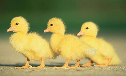 5c0c6c84d05d3.png 5c0c6c84d05d3.png