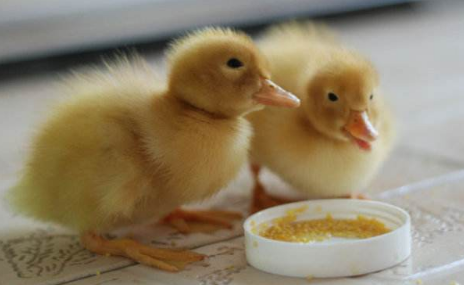 5c0c6dc328847.png 5c0c6dc328847.png