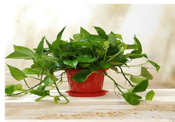 5c7dd3370388a.jpg 5c7dd3370388a.jpg