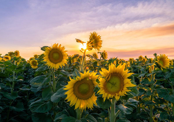 5c87169a33a95.jpg 5c87169a33a95.jpg