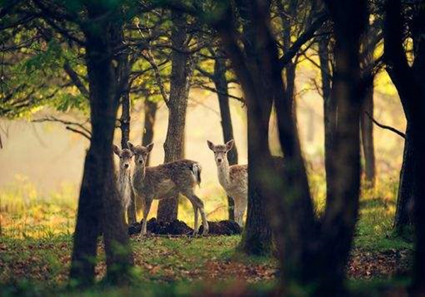 5c909829c255b.jpg 5c909829c255b.jpg