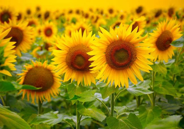 5c987cf4e5d7c.jpg 5c987cf4e5d7c.jpg