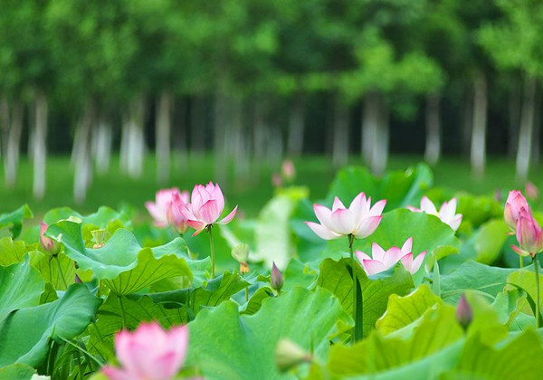 5ca1bb04000fd.jpg 5ca1bb04000fd.jpg