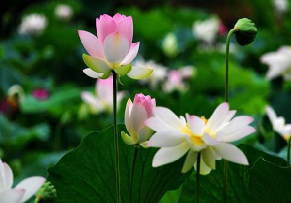 5cac105dc770b.jpg 5cac105dc770b.jpg