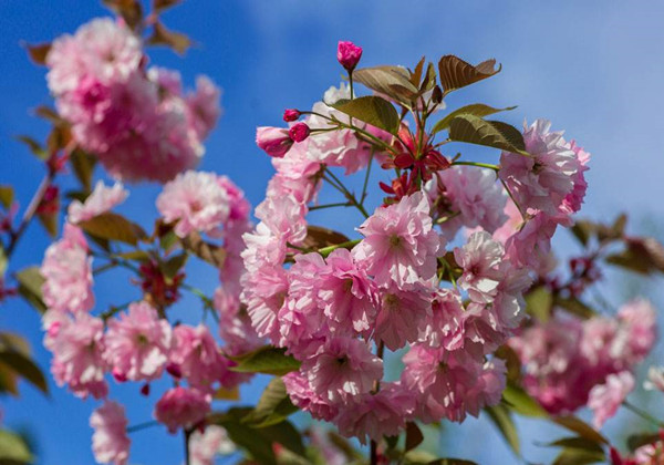 5cc6408485e50.jpg 5cc6408485e50.jpg