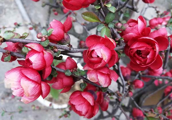 5cf717ca22404.jpg 5cf717ca22404.jpg