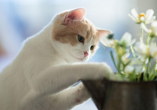 5f976a80522ef.jpg 5f976a80522ef.jpg