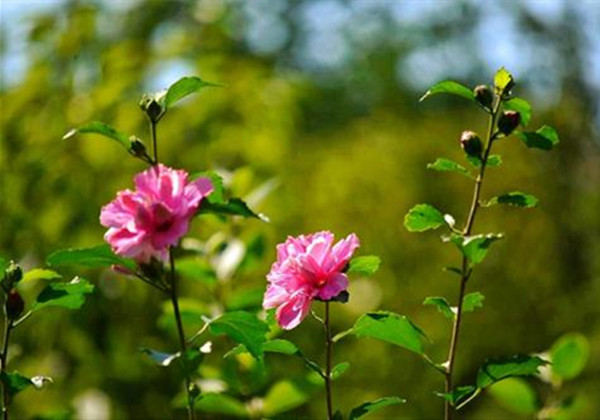 5fc5faff5e1ce.jpg 5fc5faff5e1ce.jpg