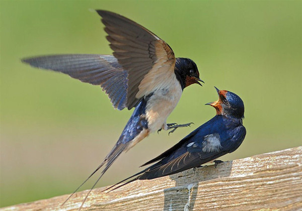 5fdfe53e6e398.jpg 5fdfe53e6e398.jpg