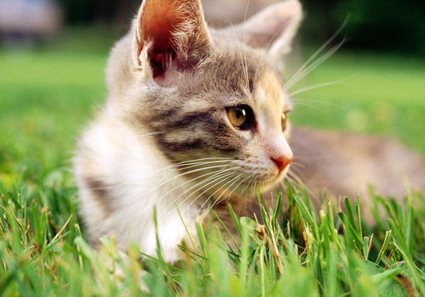 600580d514d4f.jpg 600580d514d4f.jpg