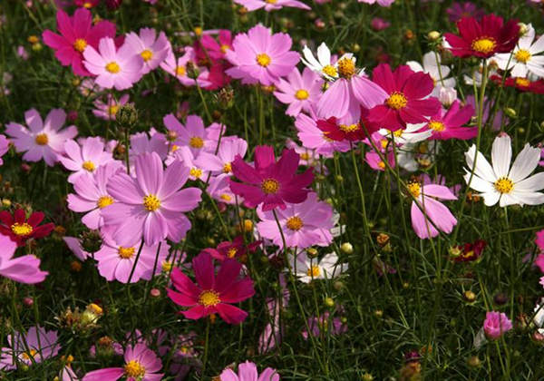 6033aeb9c82d6.jpg 6033aeb9c82d6.jpg